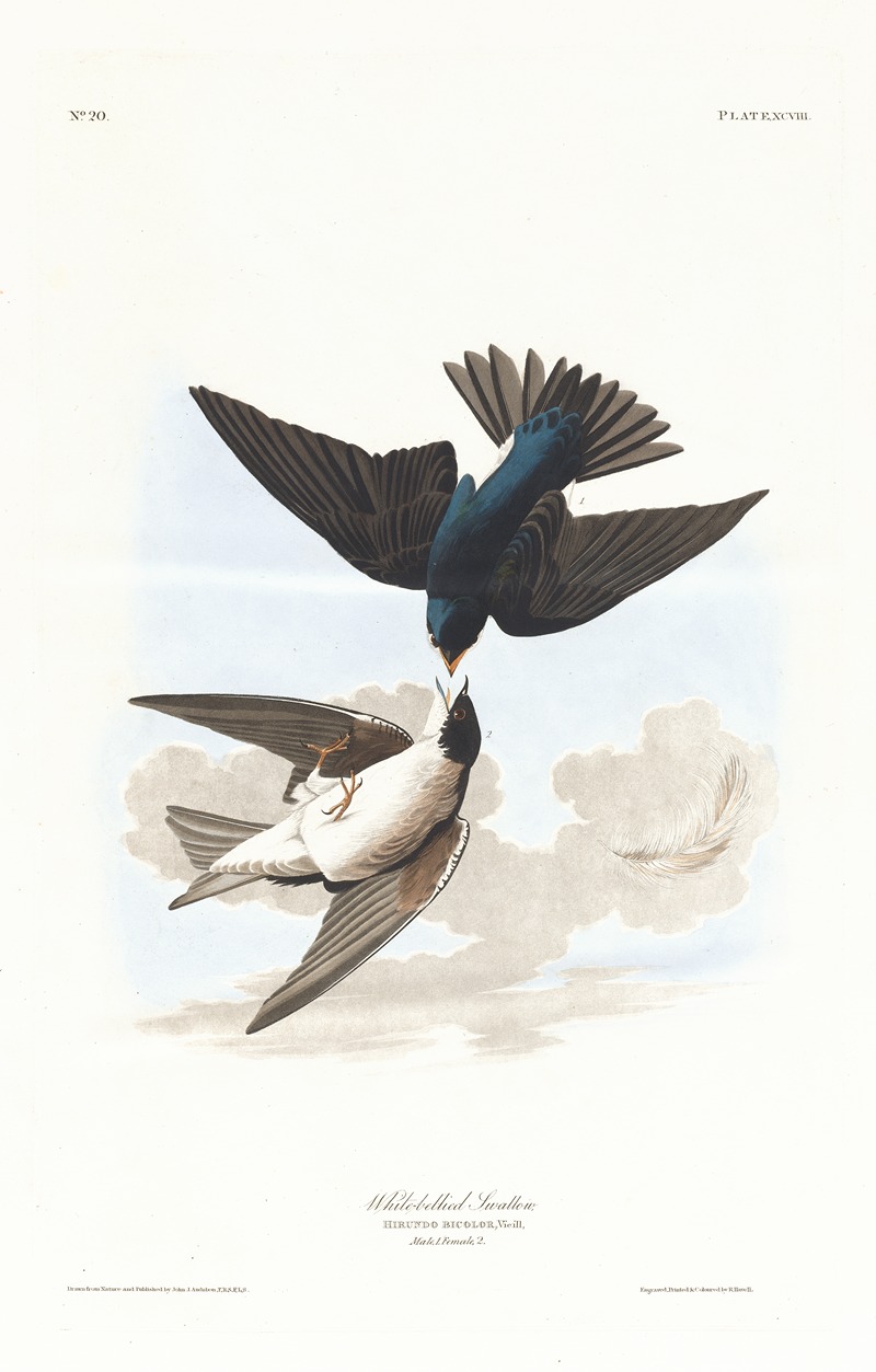 White-bellied swallow by John James Audubon, 1827–1838 — digital art print download