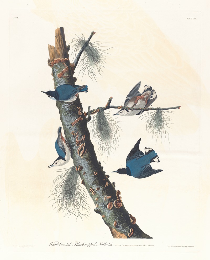 White-breasted black-capped nuthatch by John James Audubon, 1827–1838 — digital art print download