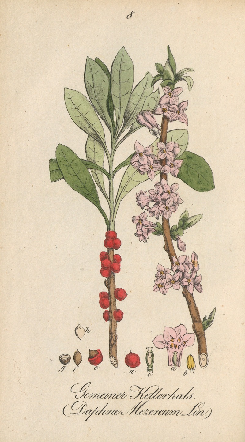 Daphne mezereum by Eduard Winkler, 1831 — digital art print download
