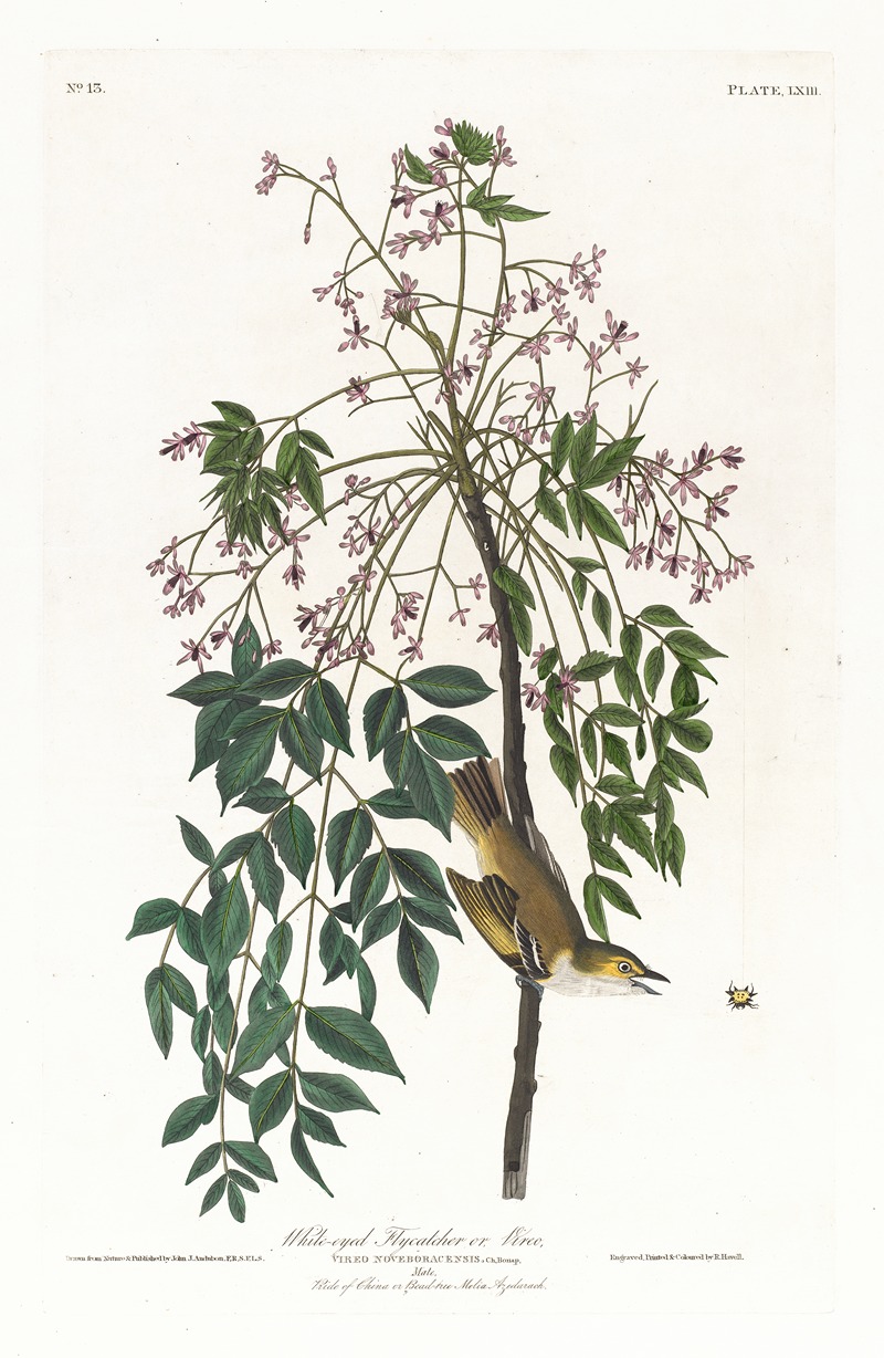 White-eyed flycatcher or vireo — John James Audubon