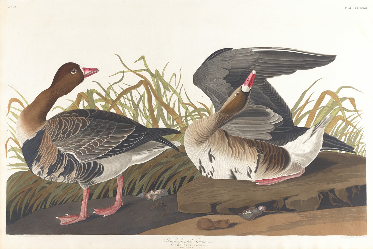 White-fronted goose by John James Audubon, 1827–1838 — digital art print download