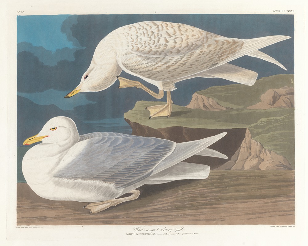 White-winged silvery gull by John James Audubon, 1827–1838 — digital art print download