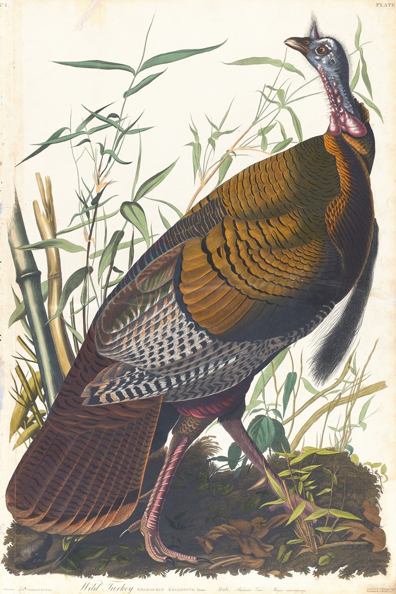 Wild turkey by John James Audubon, 1827–1838 — digital art print download