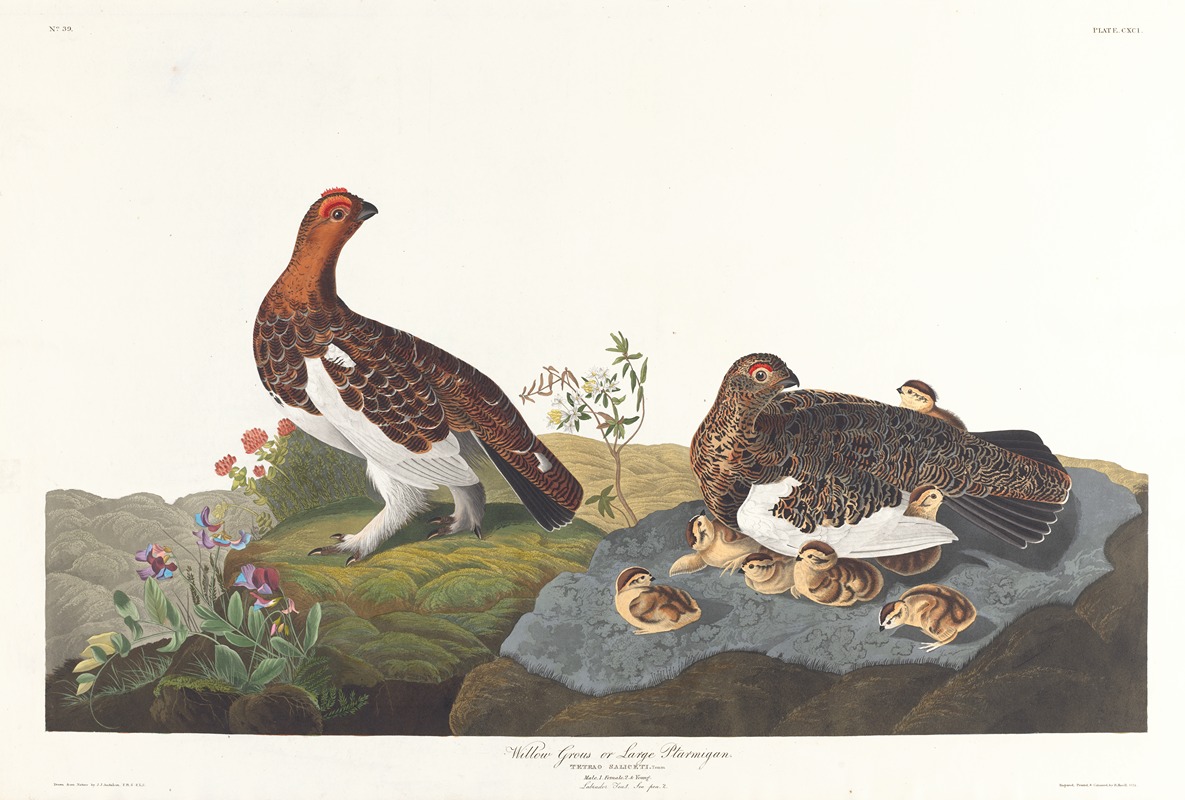 Willow grous or large ptarmigan by John James Audubon, 1827–1838 — digital art print download