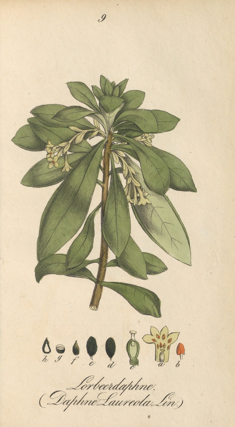 Daphne laureola by Eduard Winkler, 1831 — digital art print download
