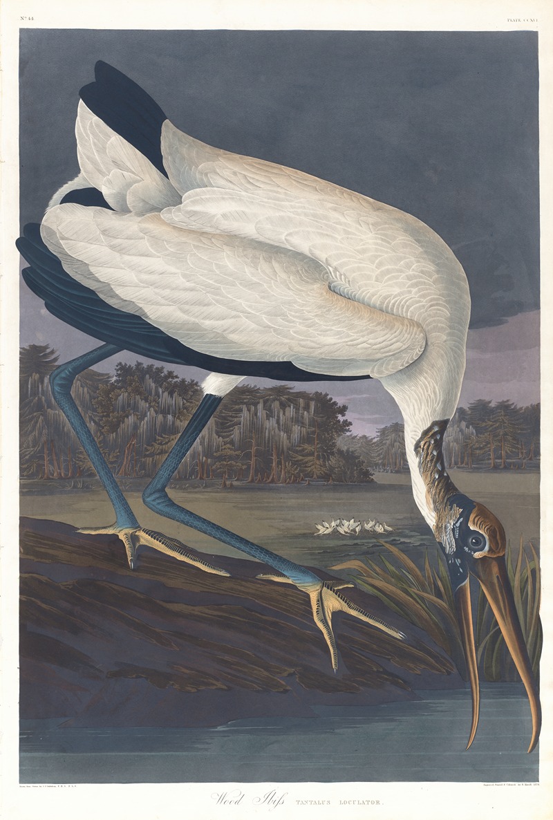 Wood ibis by John James Audubon, 1827–1838 — digital art print download