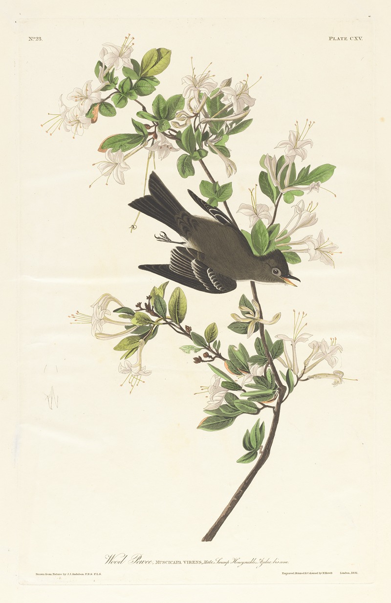 Wood pewee by John James Audubon, 1827–1838 — digital art print download