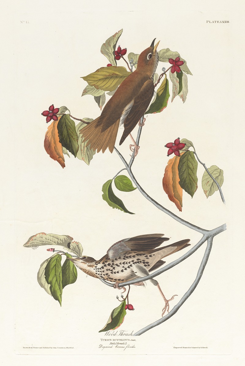 Wood thrush by John James Audubon, 1827–1838 — digital art print download