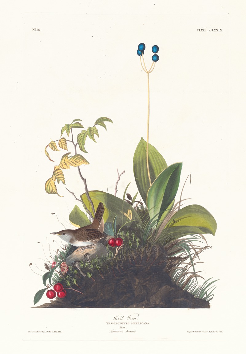 Wood wren by John James Audubon, 1827–1838 — digital art print download