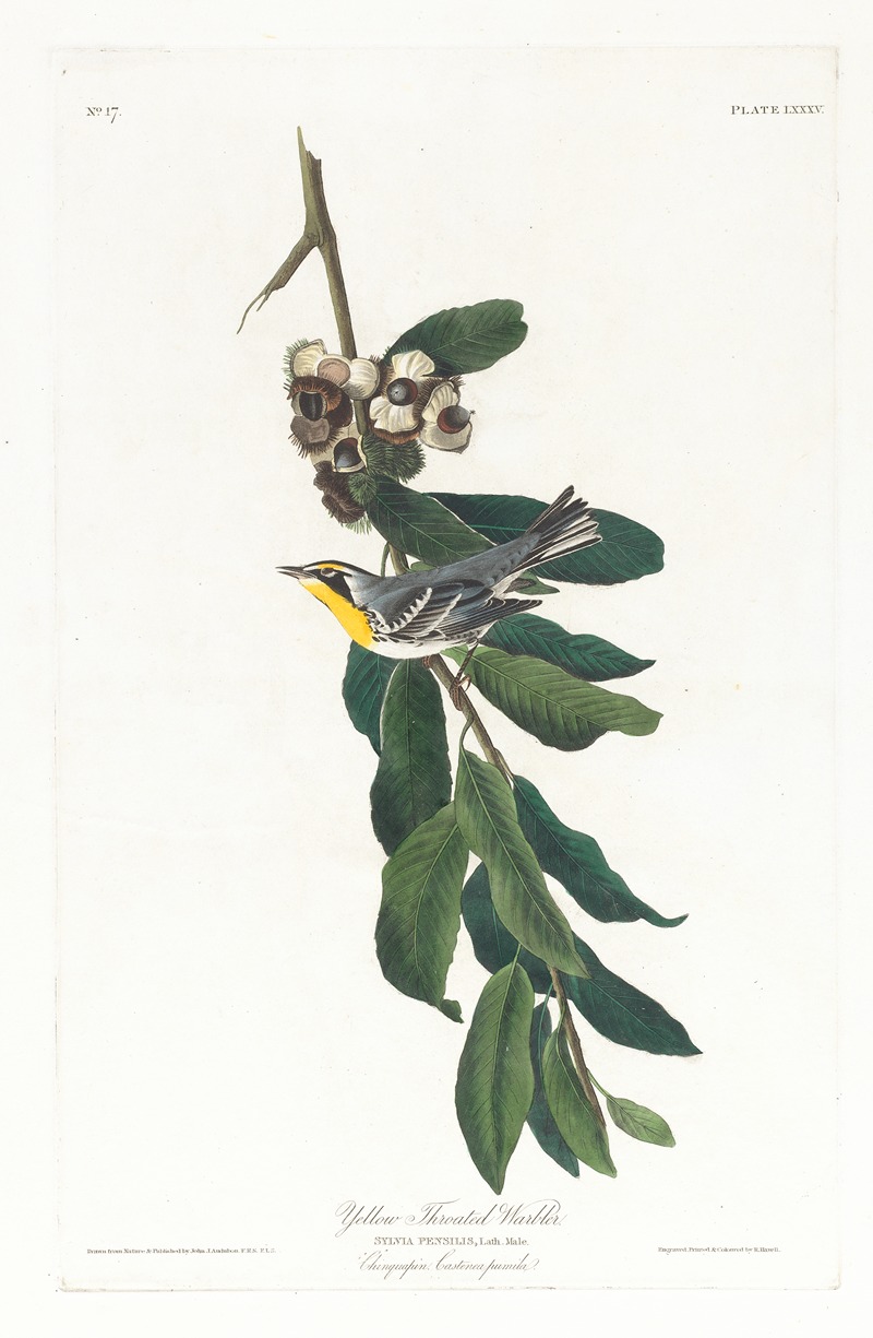 Yellow throated warbler by John James Audubon, 1827–1838 — digital art print download