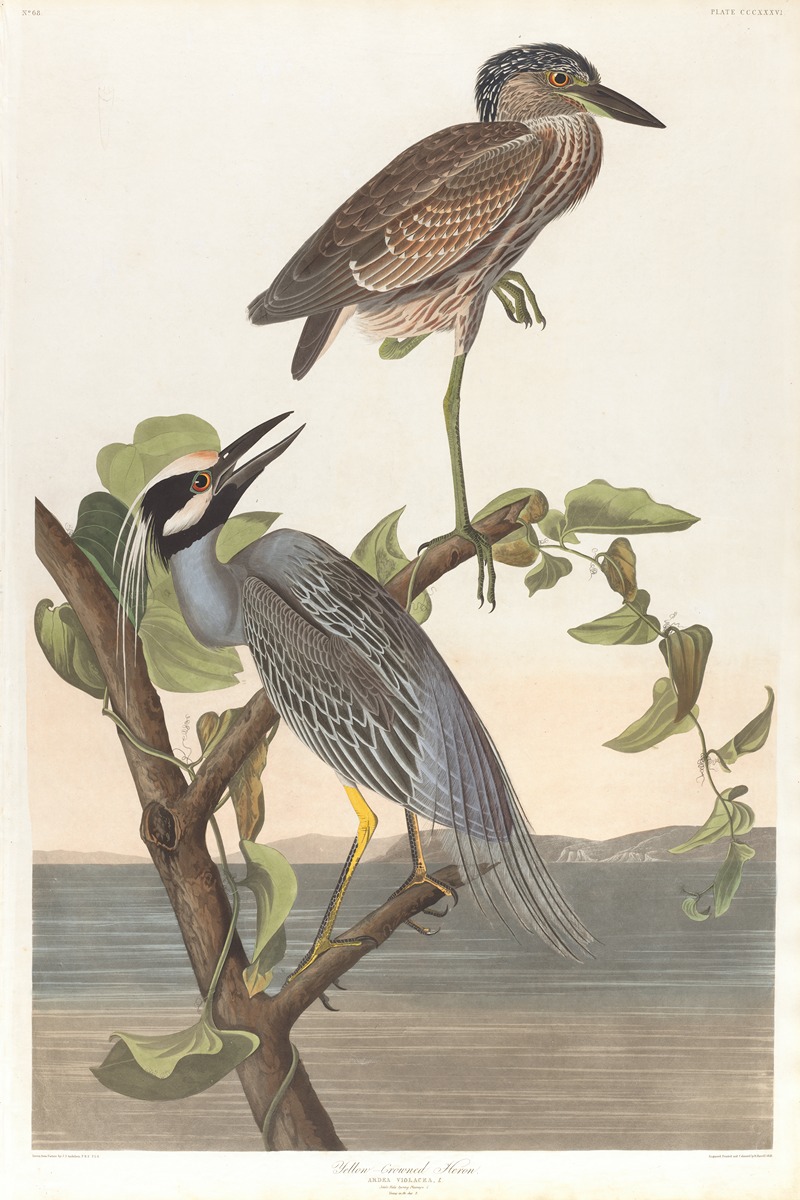 Yellow-crowned heron by John James Audubon, 1827–1838 — digital art print download