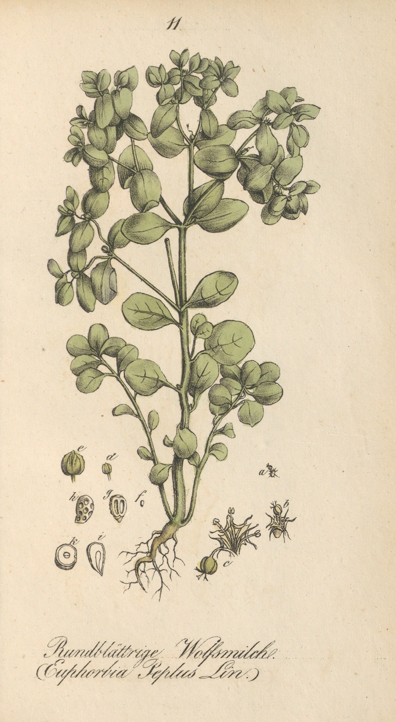 Euphorbia peplus by Eduard Winkler, 1831 — digital art print download