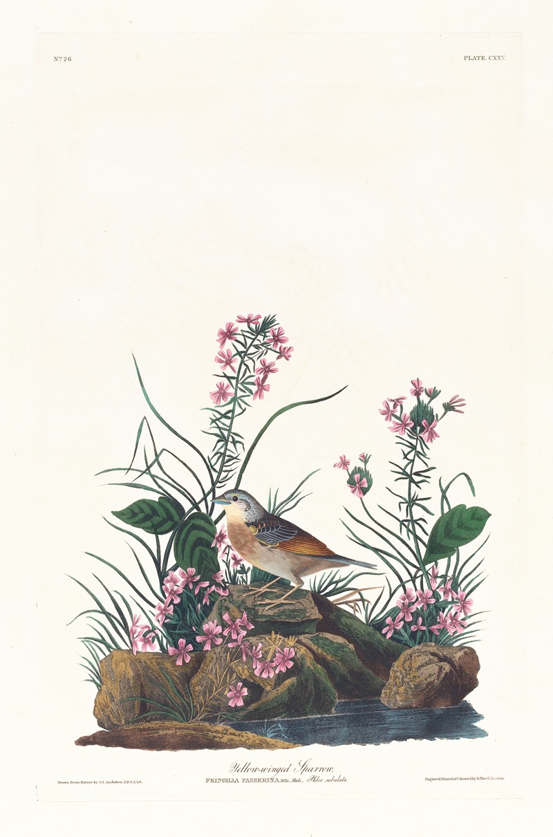 Yellow-winged sparrow by John James Audubon, 1827–1838 — digital art print download