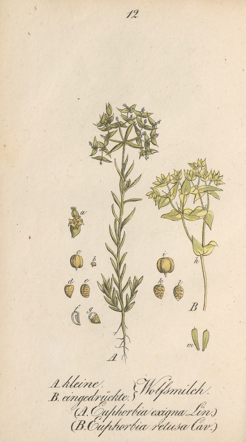 Euphorbia exigua by Eduard Winkler, 1831 — digital art print download