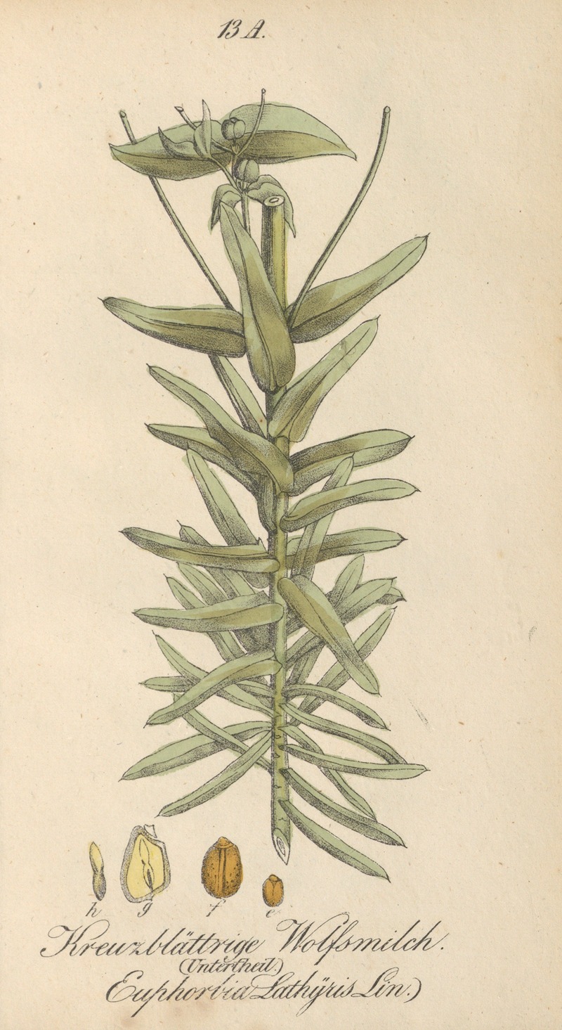 Euphorbia lathyris by Eduard Winkler, 1831 — digital art print download