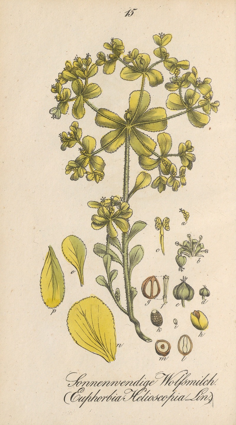 Euphorbia helioscopia by Eduard Winkler, 1831 — digital art print download