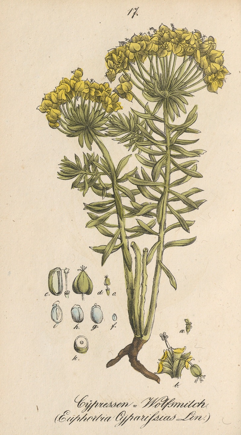 Euphorbia cyparissias — Eduard Winkler