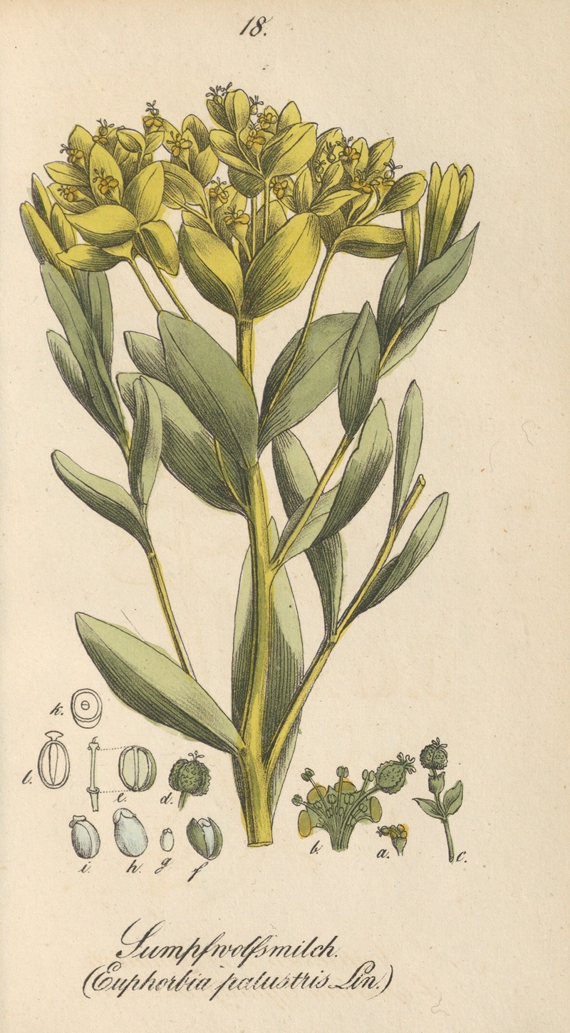Euphorbia palustris by Eduard Winkler, 1831 — digital art print download