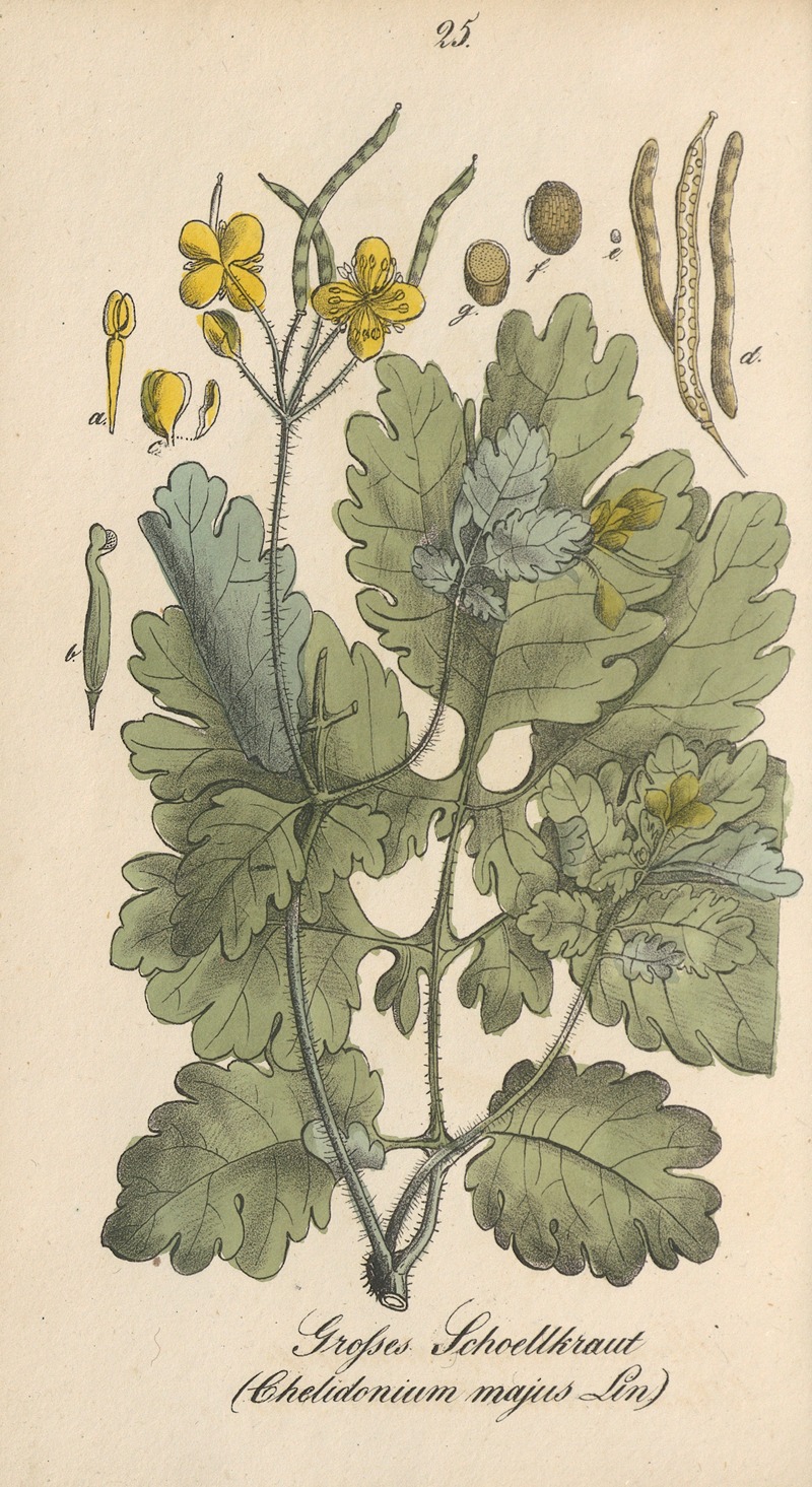 Chelidonium majus by Eduard Winkler, 1831 — digital art print download