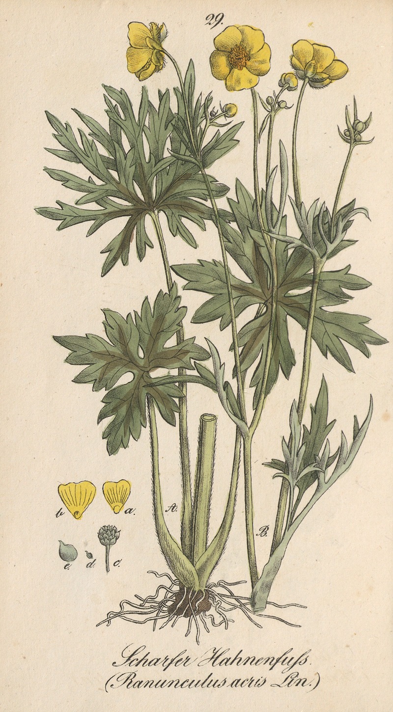 Ranunculus acris by Eduard Winkler, 1831 — digital art print download