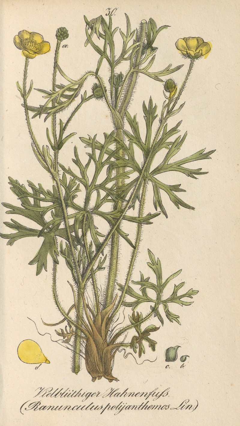 Ranunculus polyanthemos by Eduard Winkler, 1831 — digital art print download