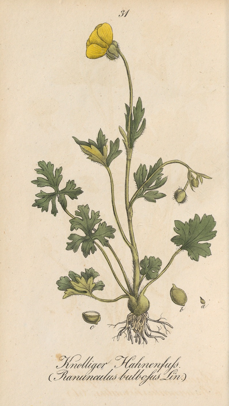 Ranunculus bulbosus by Eduard Winkler, 1831 — digital art print download