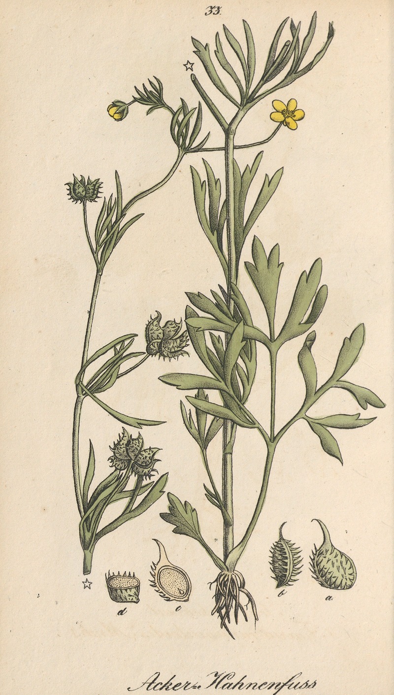 Ranunculus arvensis by Eduard Winkler, 1831 — digital art print download