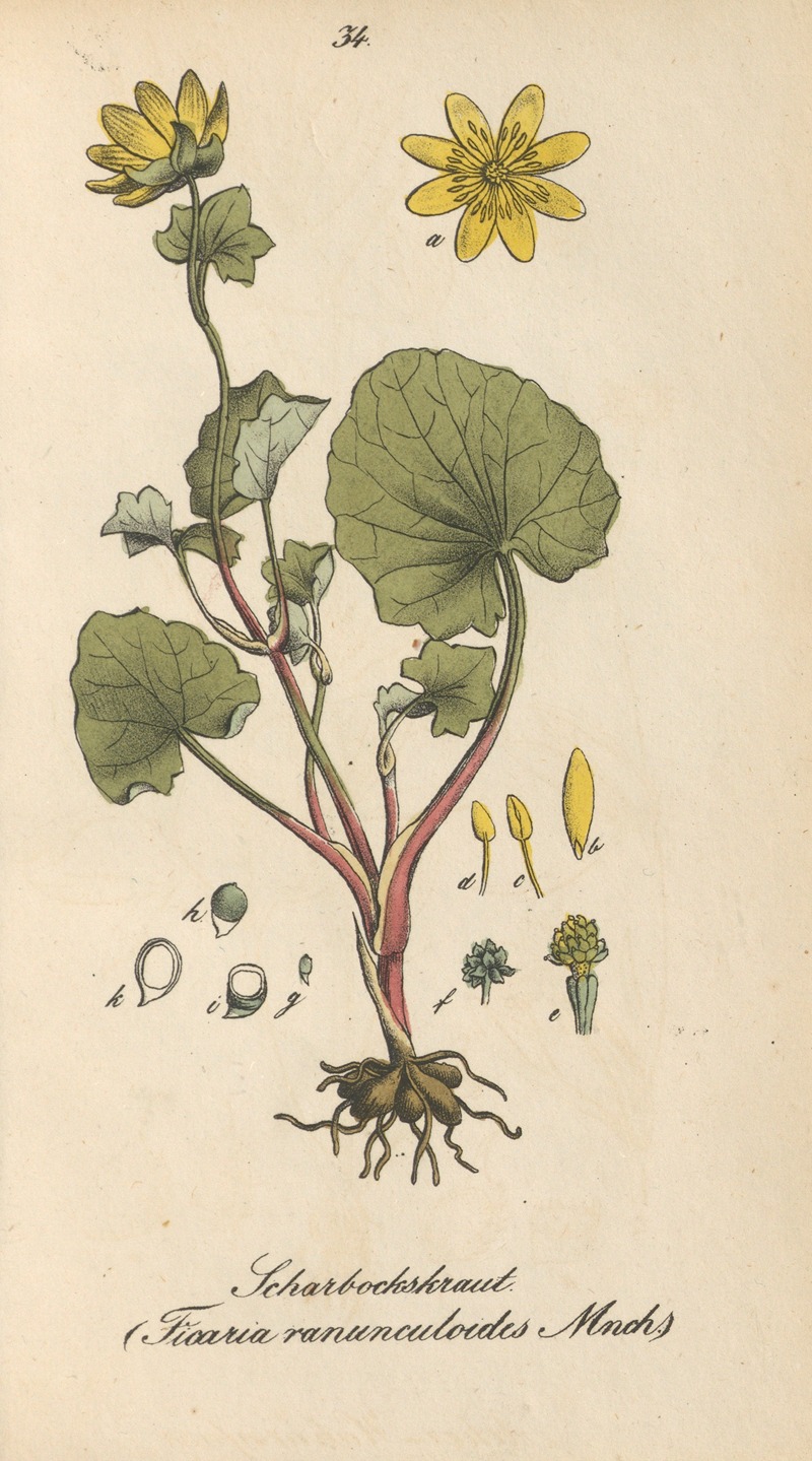 Ficaria ranunculoides by Eduard Winkler, 1831 — digital art print download