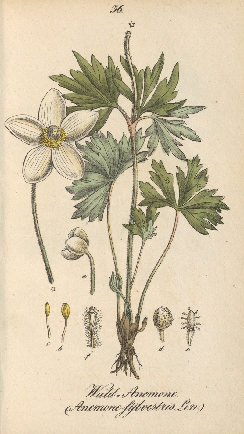 Anemone sylvestris by Eduard Winkler, 1831 — digital art print download