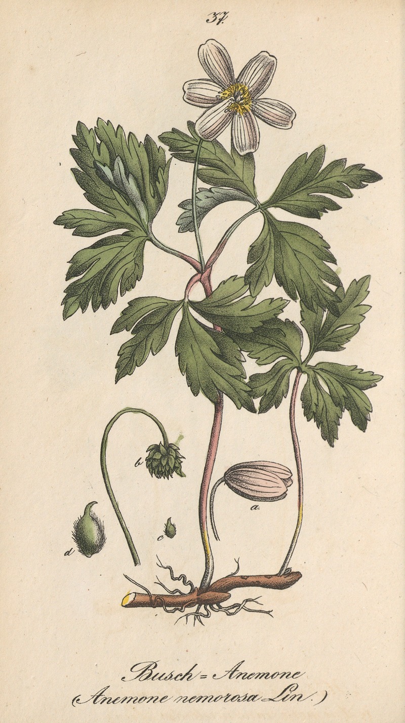 Anemone nemorosa by Eduard Winkler, 1831 — digital art print download