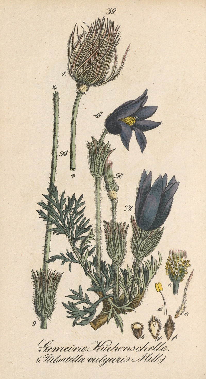 Pulsatilla vulgaris by Eduard Winkler, 1831 — digital art print download