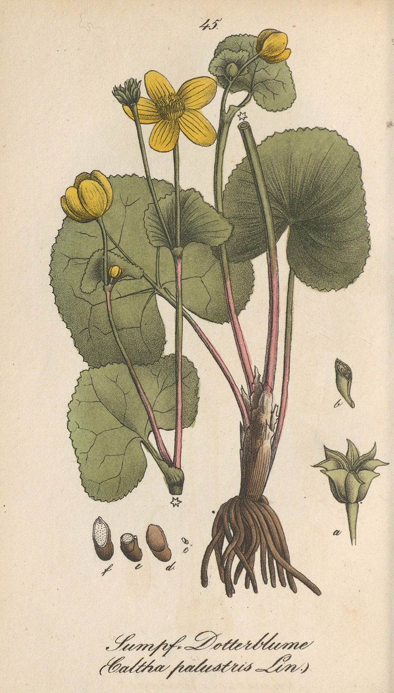 Caltha palustris by Eduard Winkler, 1831 — digital art print download