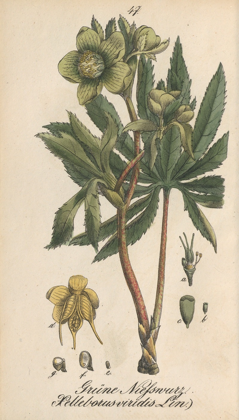 Helleborus viridis by Eduard Winkler, 1831 — digital art print download