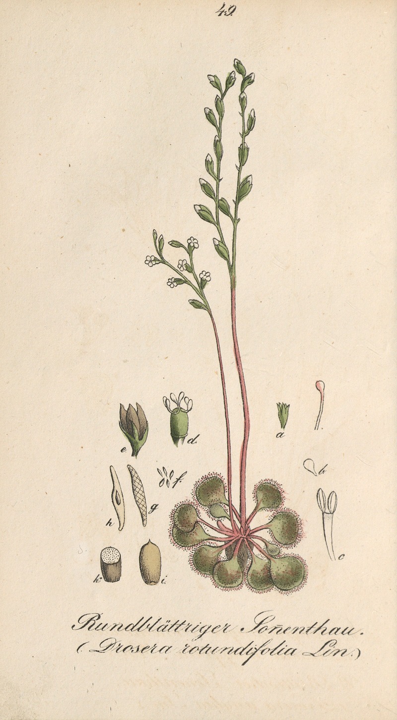Drosera rotundifolia by Eduard Winkler, 1831 — digital art print download