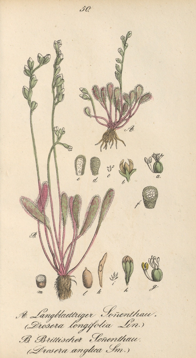 Drosera Longifolia, Drosera anglica by Eduard Winkler, 1831 — digital art print download