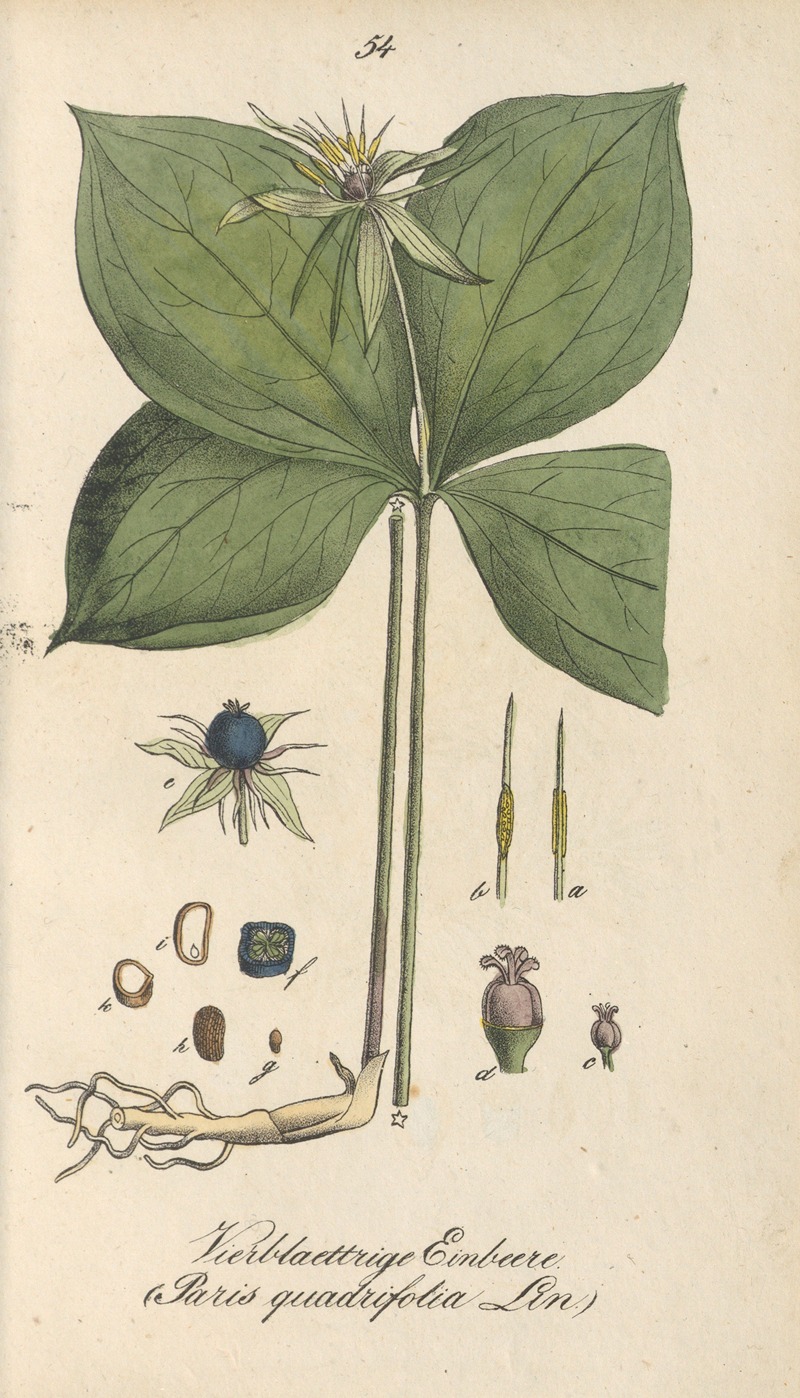 Paris quadrifolia by Eduard Winkler, 1831 — digital art print download