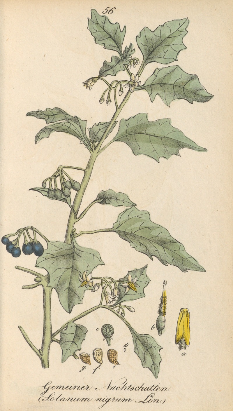 Solanum nigrum by Eduard Winkler, 1831 — digital art print download
