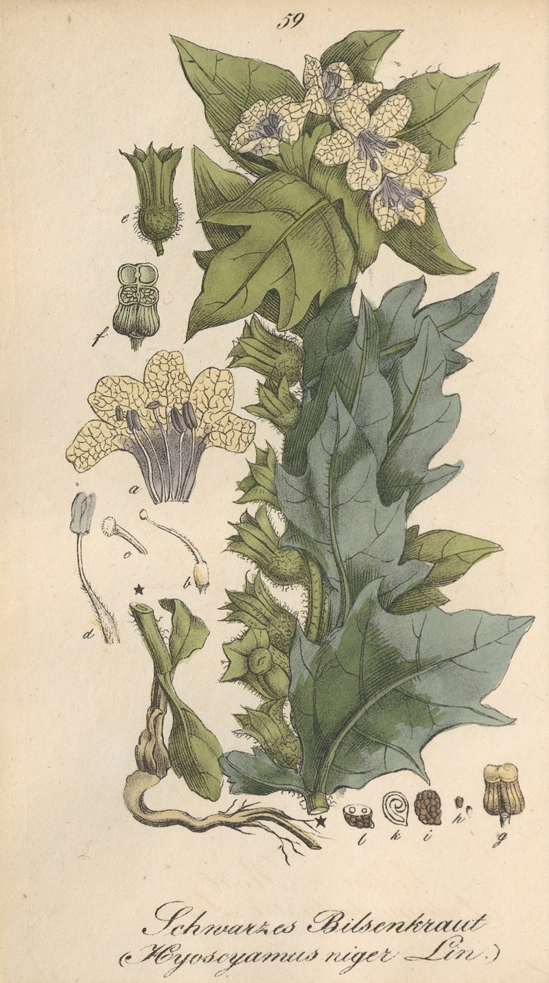 Hyoscyamus niger by Eduard Winkler, 1831 — digital art print download