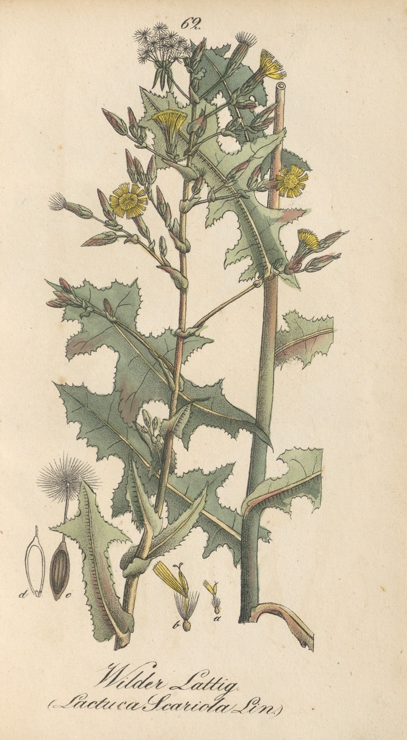 Lactuca serriola by Eduard Winkler, 1831 — digital art print download