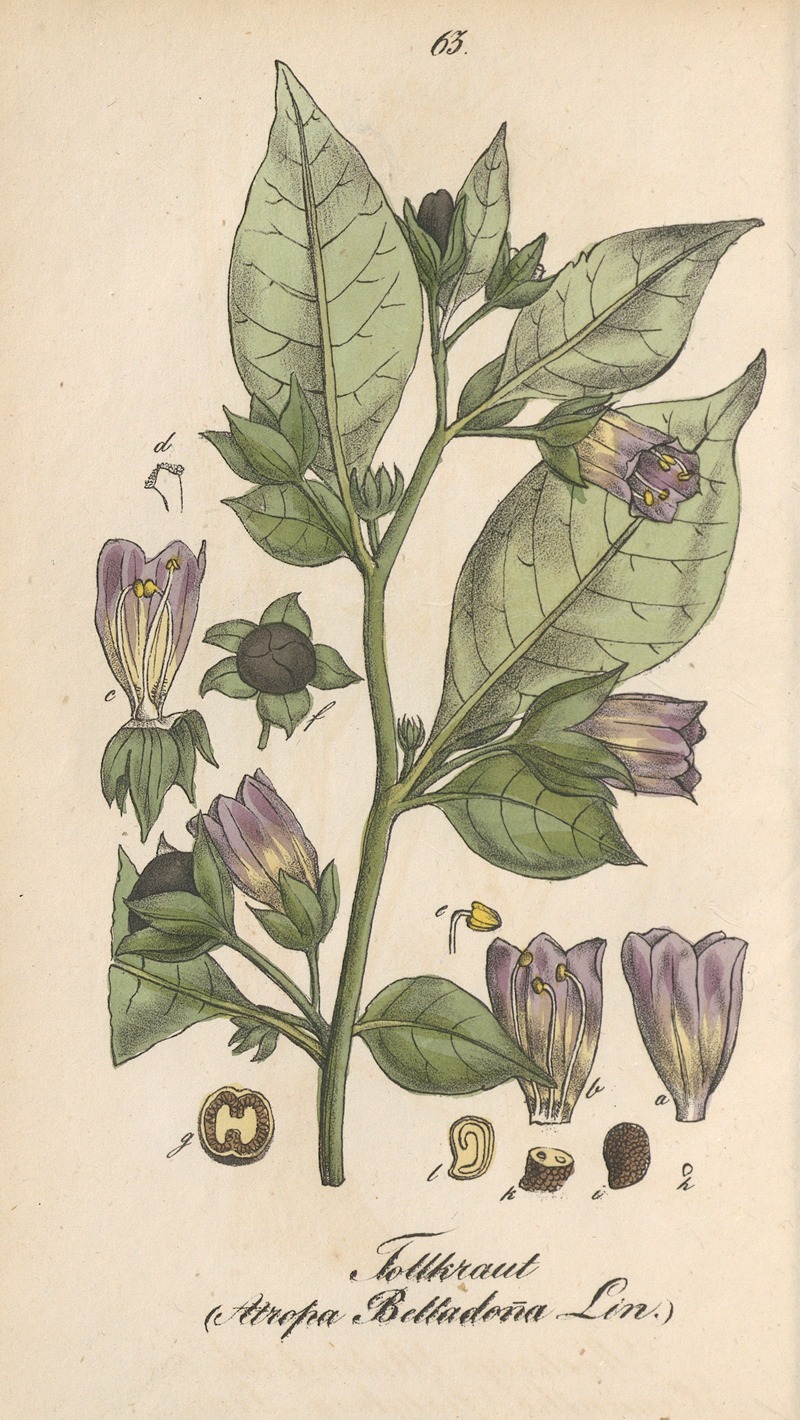 Atropa belladonna by Eduard Winkler, 1831 — digital art print download