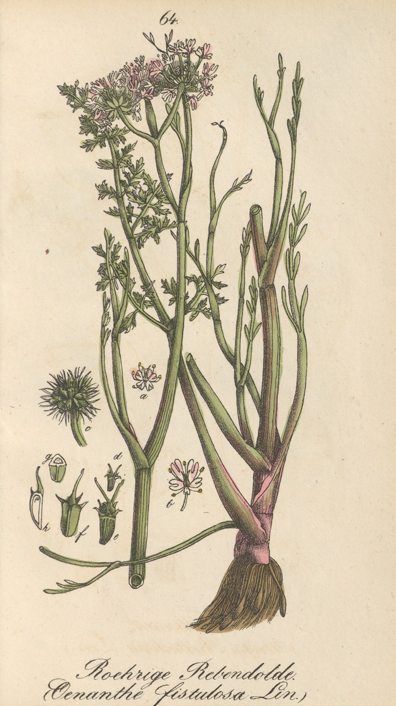 Oenanthe fistulosa — Eduard Winkler