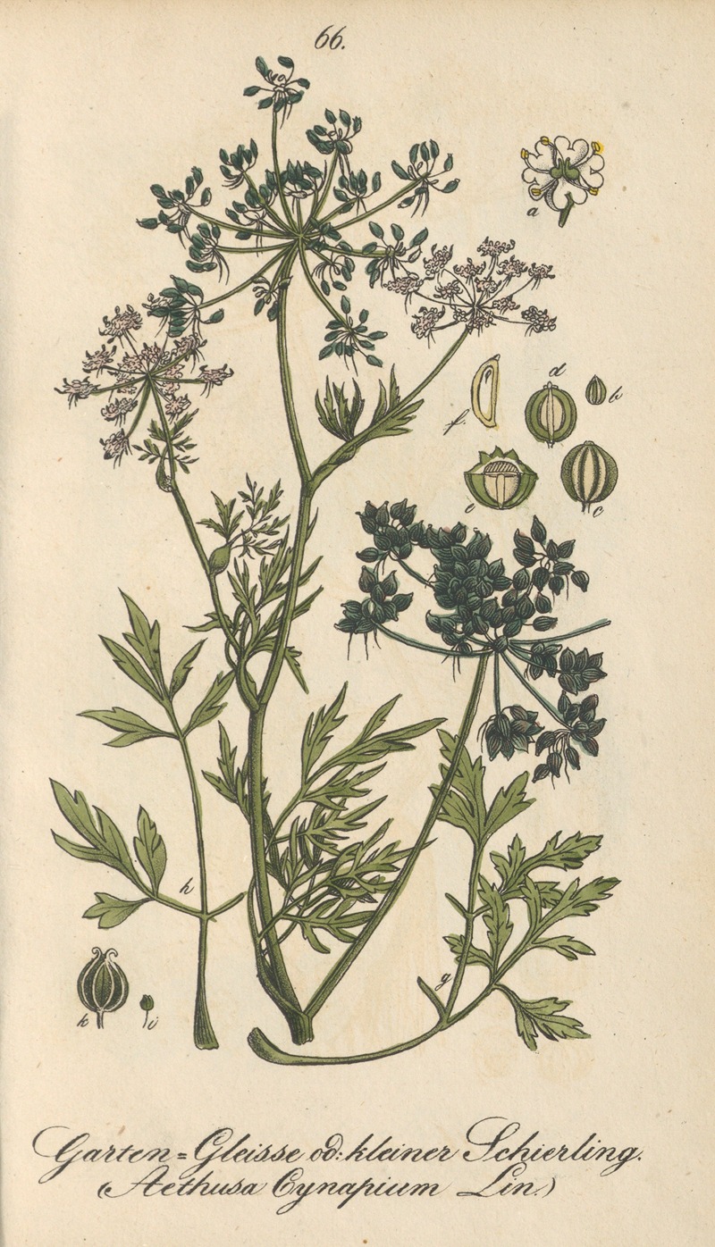 Aethusa cynapium by Eduard Winkler, 1831 — digital art print download