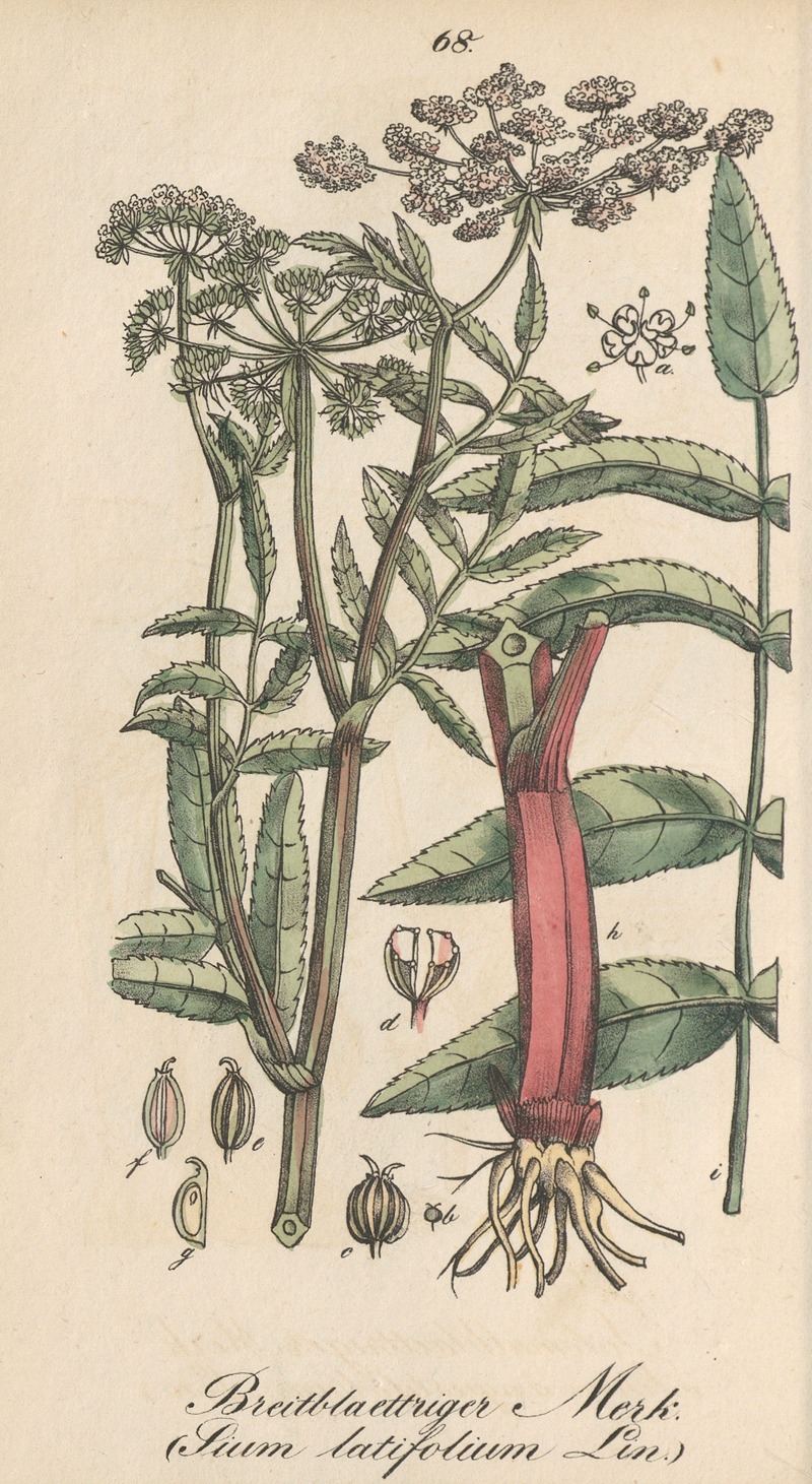 Sium latifolium by Eduard Winkler, 1831 — digital art print download