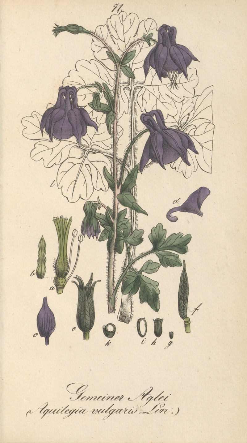 Aquilegia vulgaris — Eduard Winkler