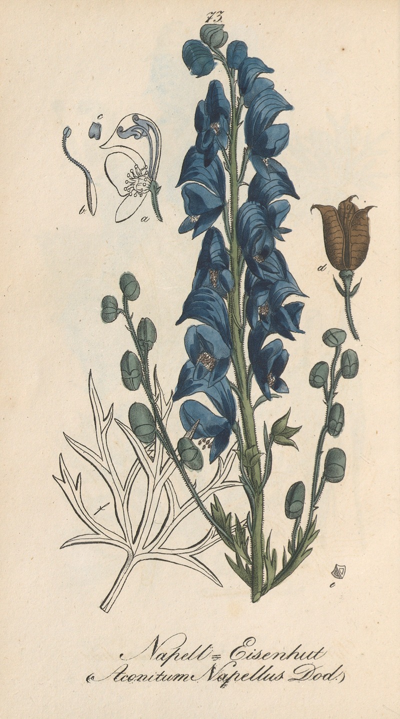 Aconitum napellus by Eduard Winkler, 1831 — digital art print download