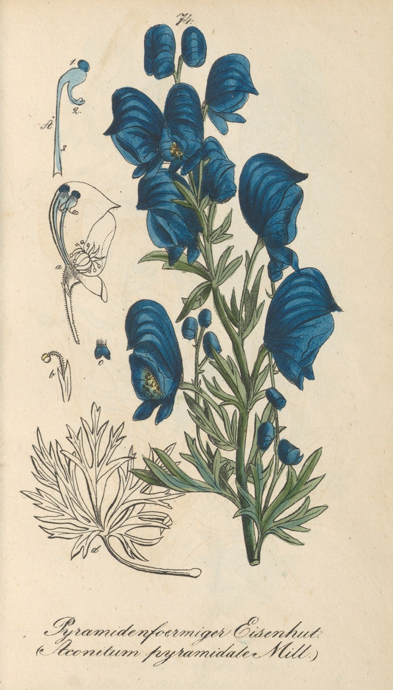 Aconitum pyramidale by Eduard Winkler, 1831 — digital art print download