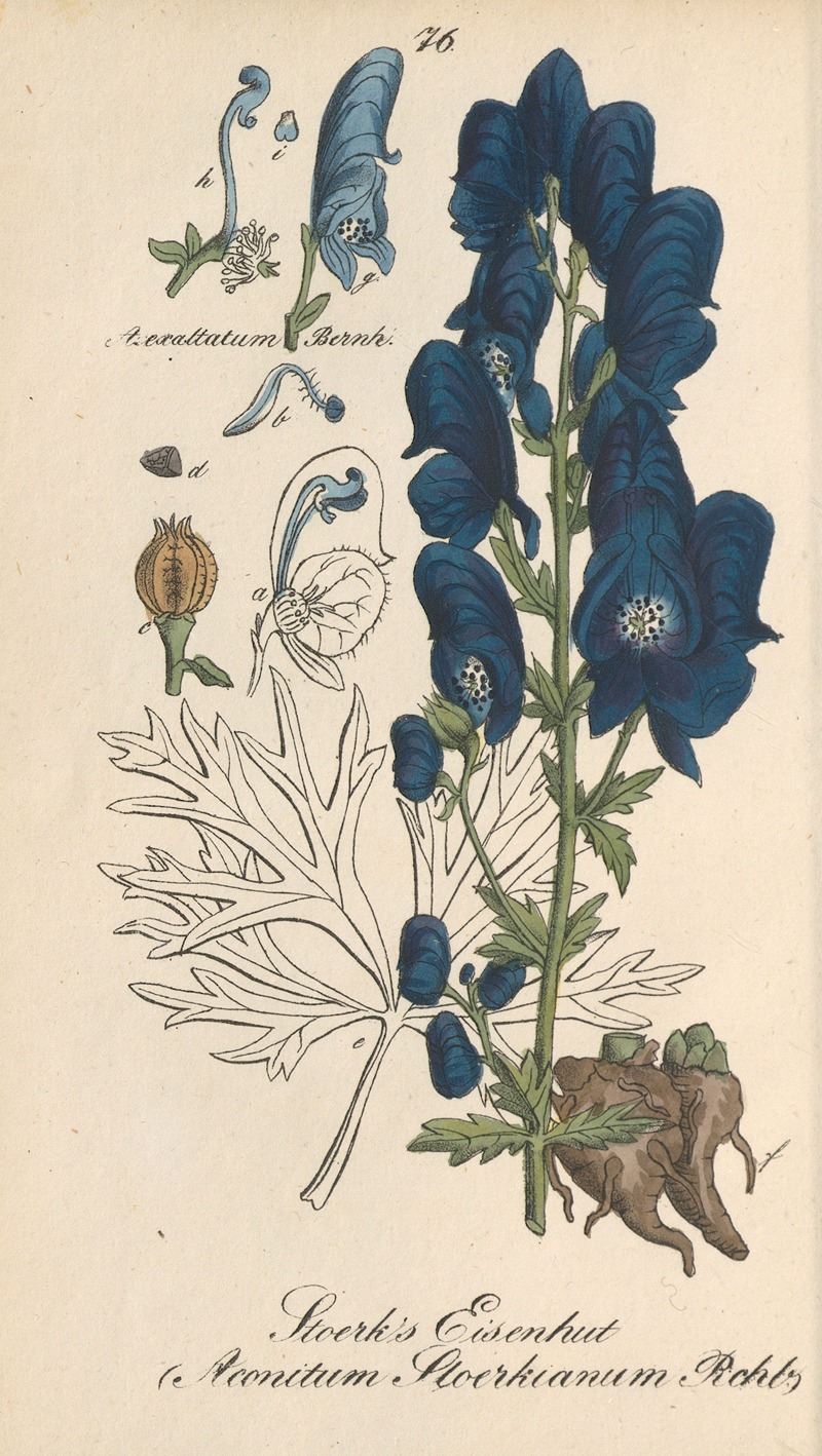 Aconitum Stoerkianum by Eduard Winkler, 1831 — digital art print download