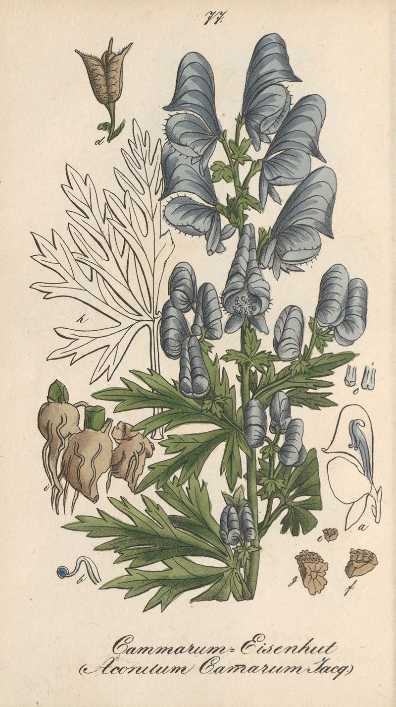 Aconitum cammarum by Eduard Winkler, 1831 — digital art print download