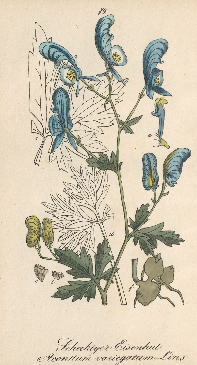 Aconitum variegatum by Eduard Winkler, 1831 — digital art print download