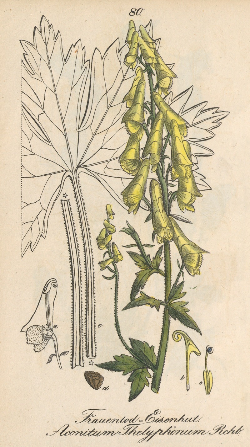 Aconitum thelyphonum by Eduard Winkler, 1831 — digital art print download